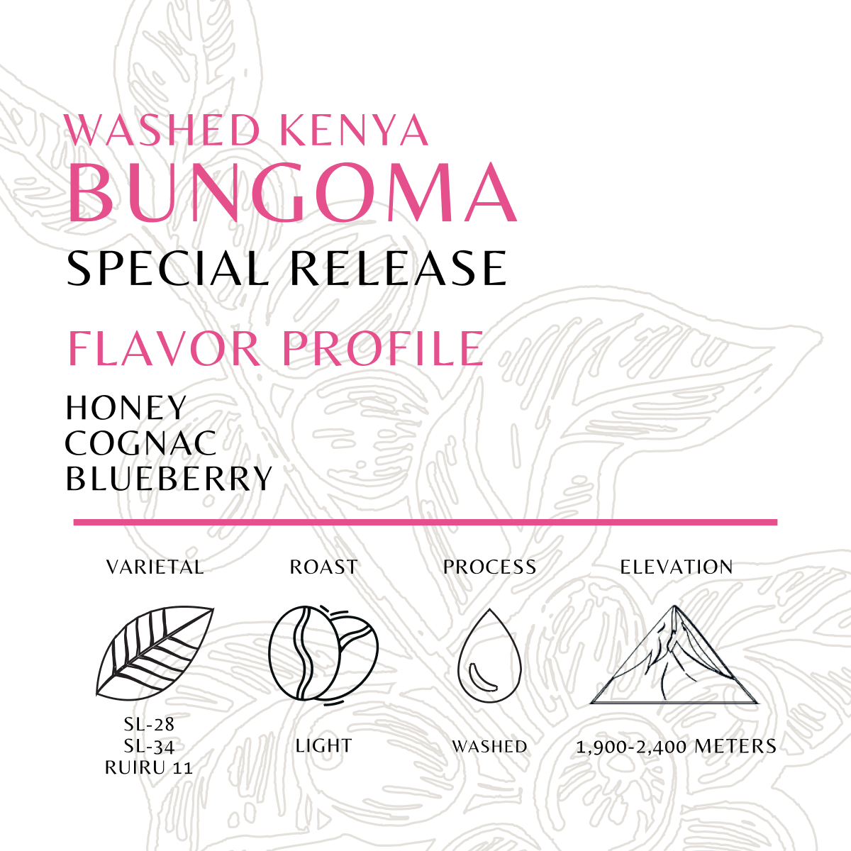 Bungoma - Old World Coffee Roasters