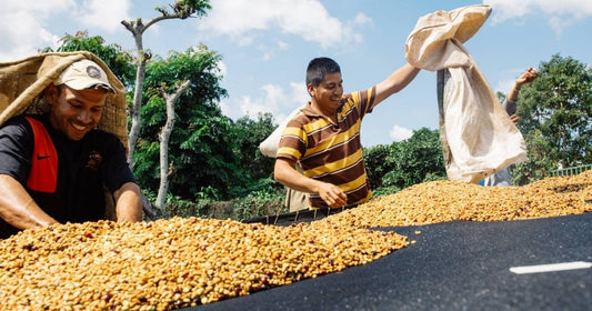 Washed, Natural, and Honey Coffee, Explained - Old World Coffee Roasters