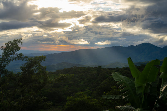 Pacamara CM Natural hover image