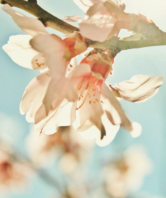 Blossom hover image