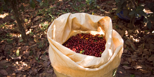 Huila Women's ASPROTIMANA hover image
