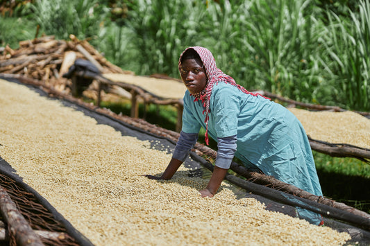 Pacamara Washed hover image