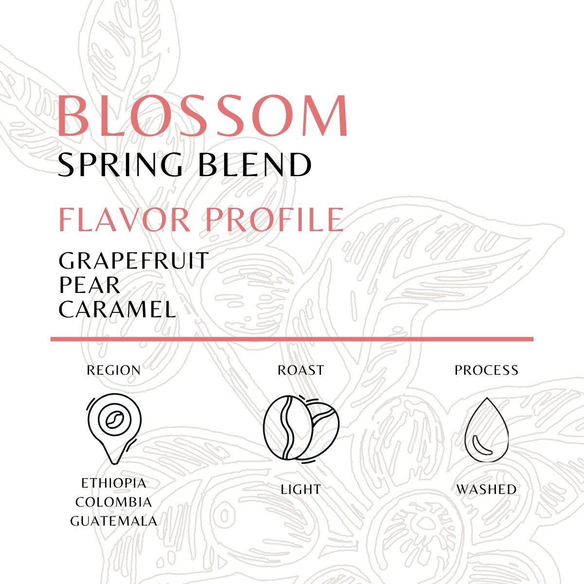 Blossom - Old World Coffee Roasters