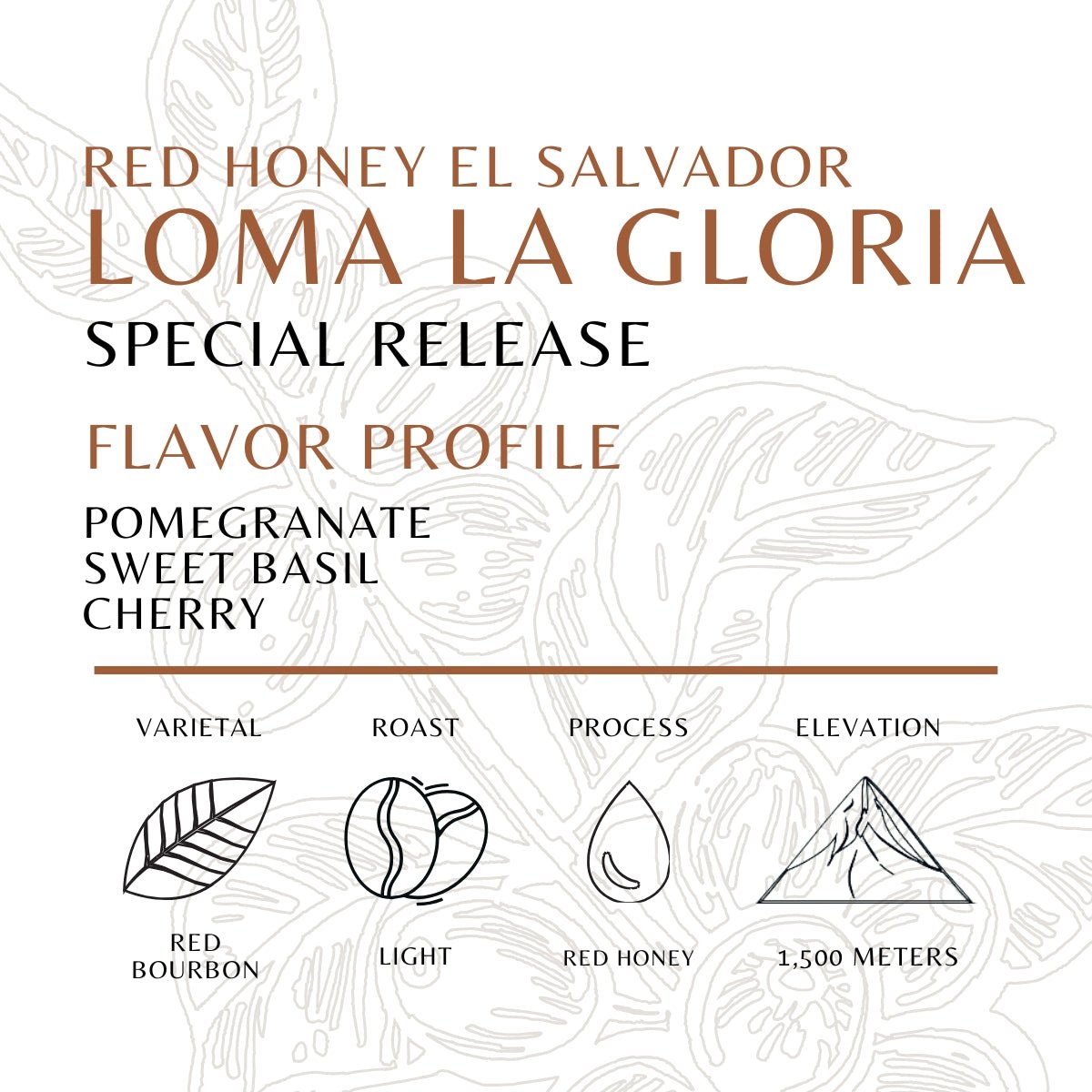 El Salvador - Loma La Gloria - Red Honey - Old World Coffee Roasters