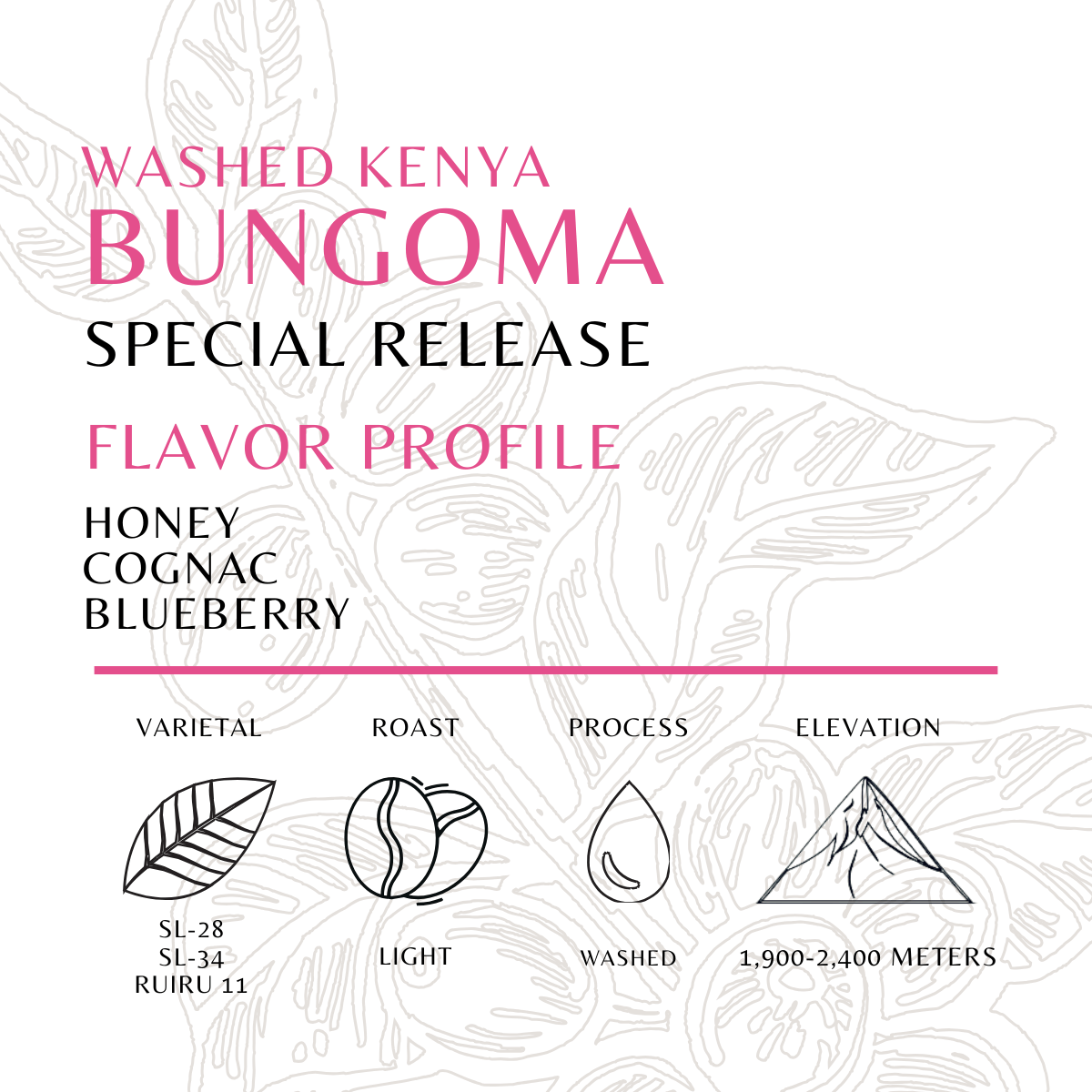Kenya - Bungoma - Washed - Old World Coffee Roasters