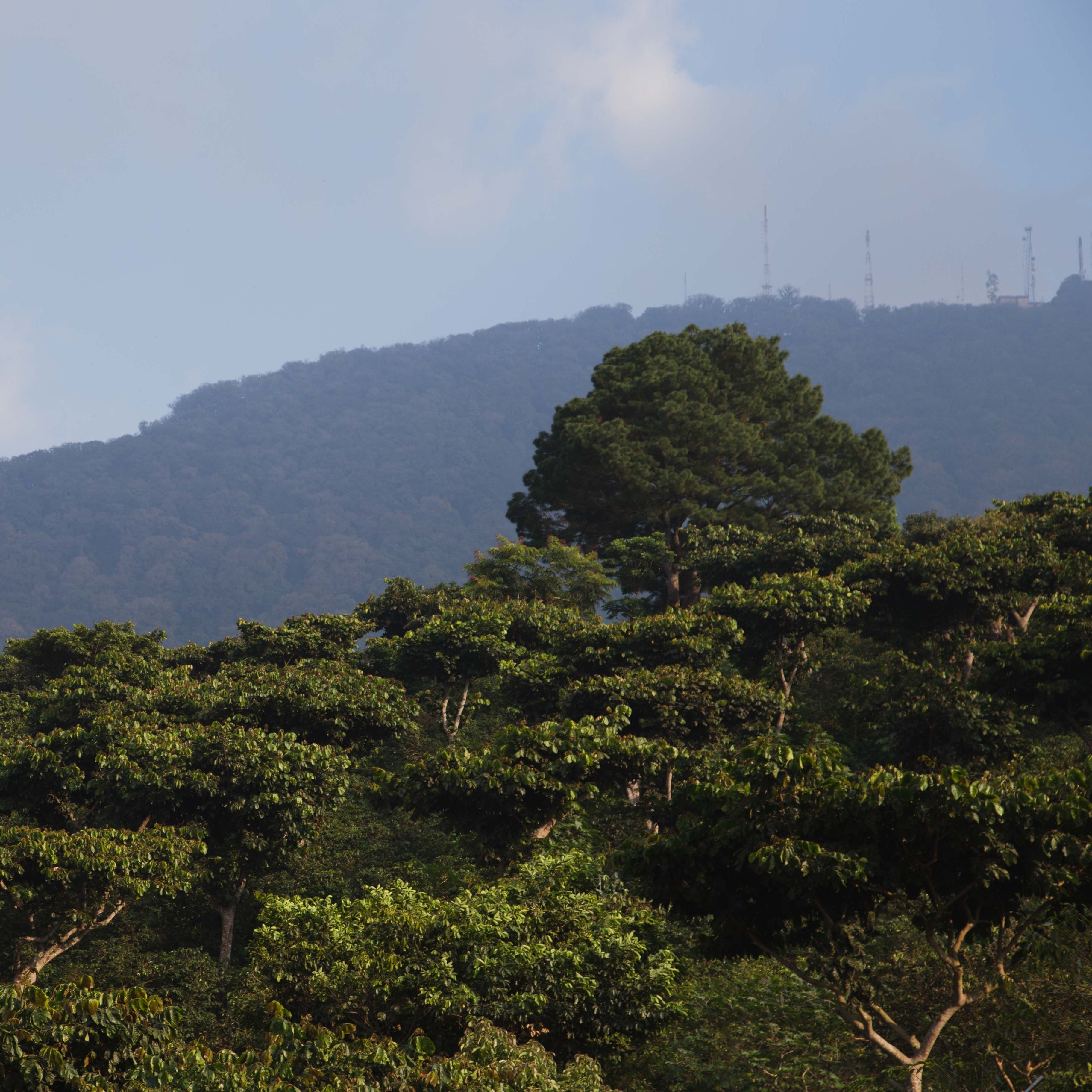 Limu – Old World Coffee Roasters