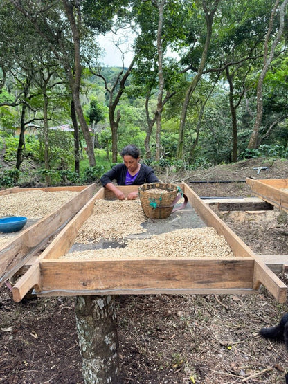 Nicaragua - Finca Escenica - Washed