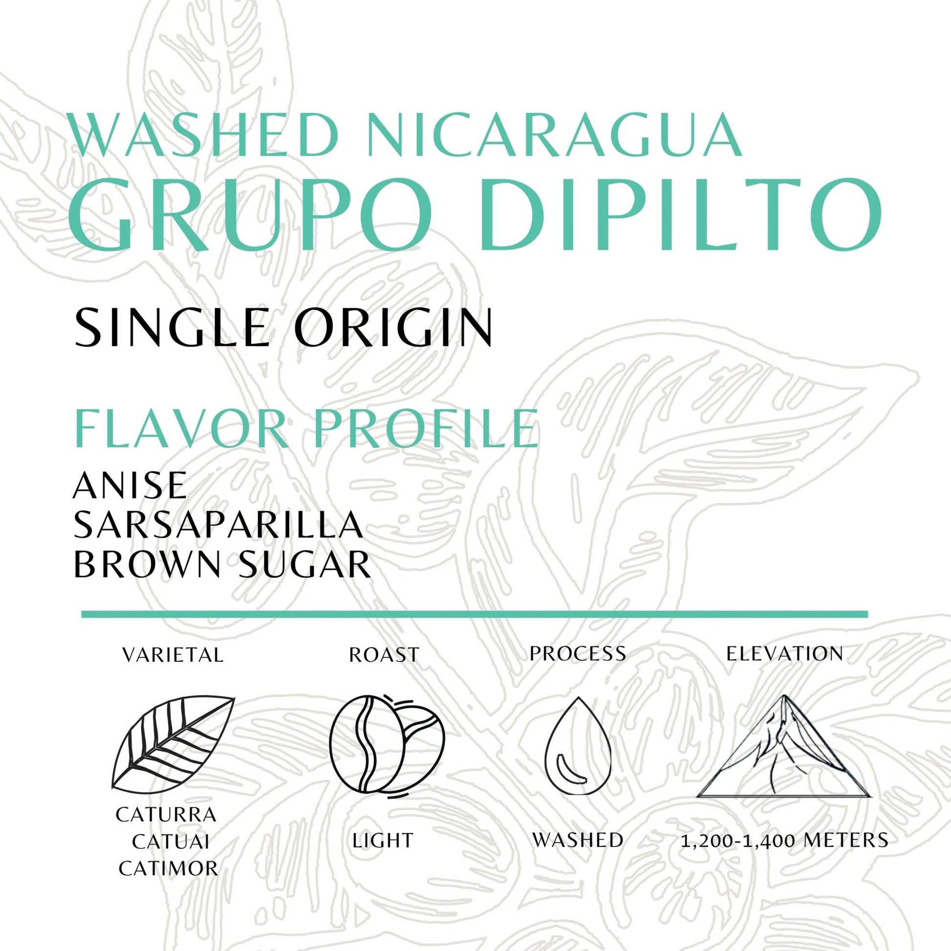 Nicaragua - Grupo Dipilto - Washed - Old World Coffee Roasters