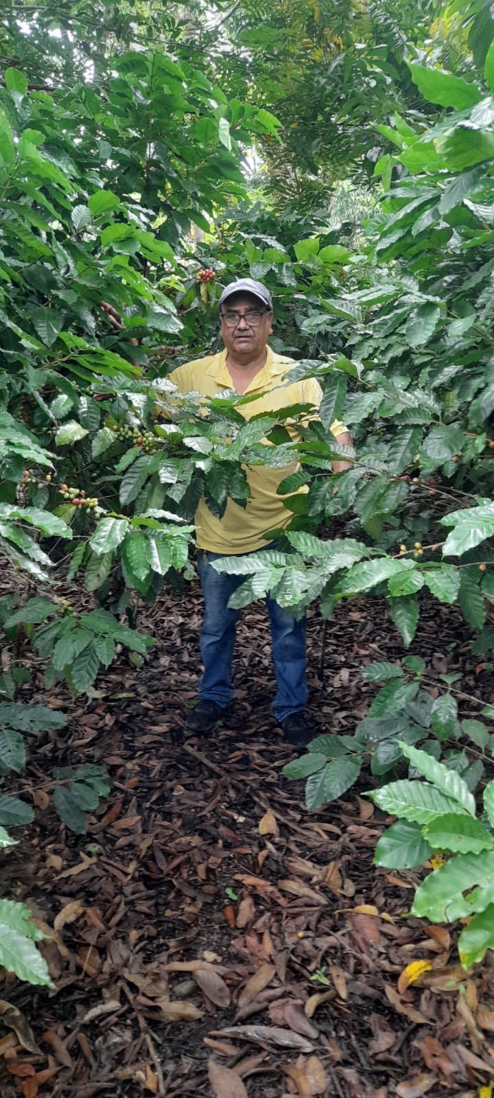 Nicaragua - Grupo Dipilto - Washed - Old World Coffee Roasters