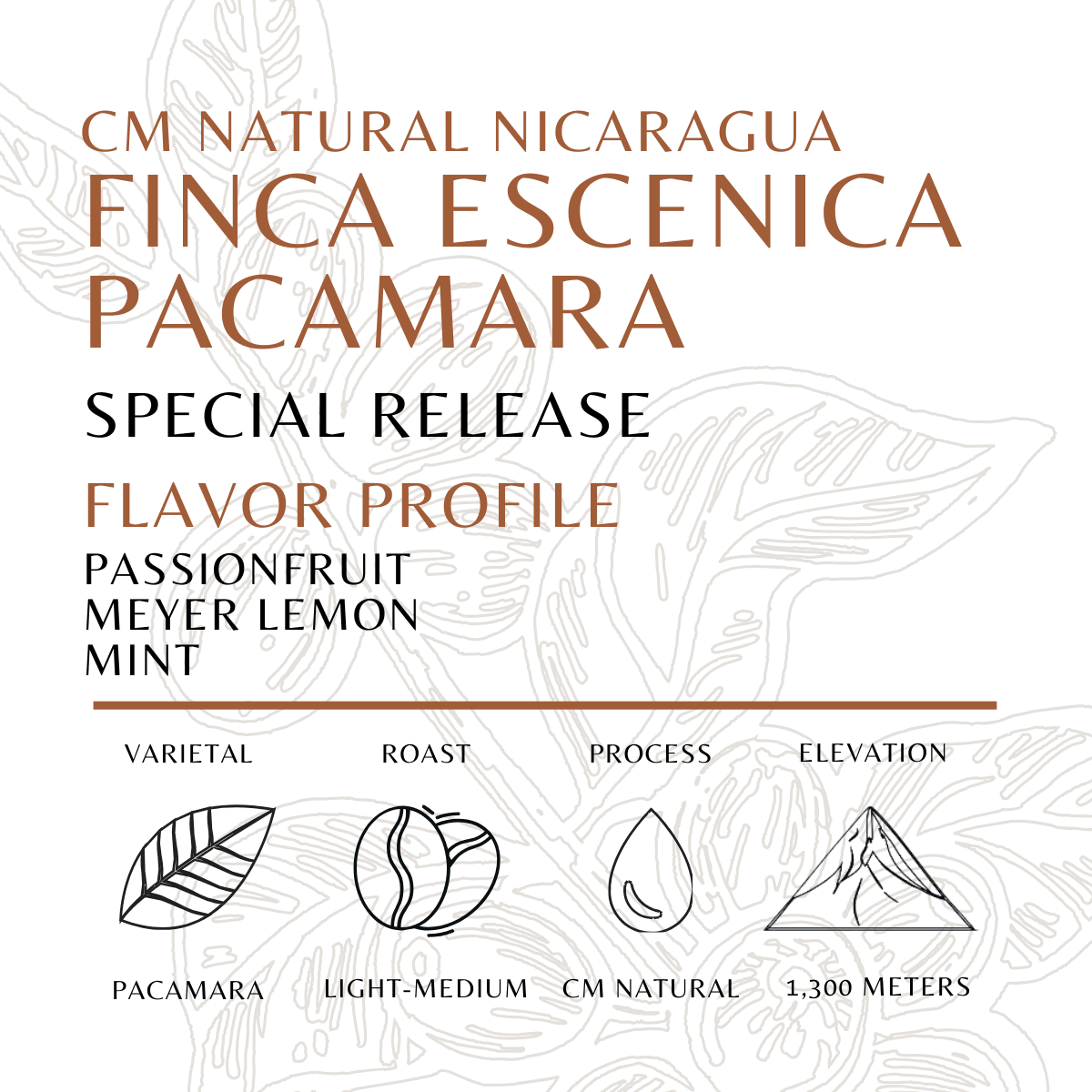 Pacamara CM Natural - Old World Coffee Roasters