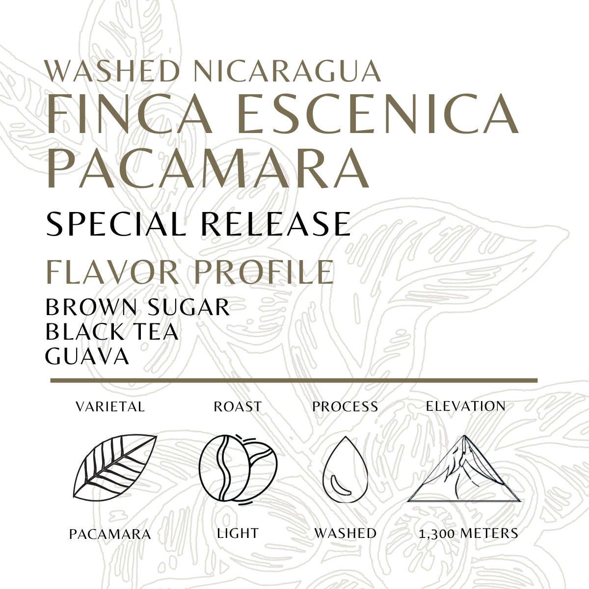 Pacamara Washed - Old World Coffee Roasters