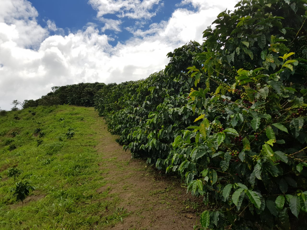 Colombia - Monteblanco - Tropical - Old World Coffee Roasters
