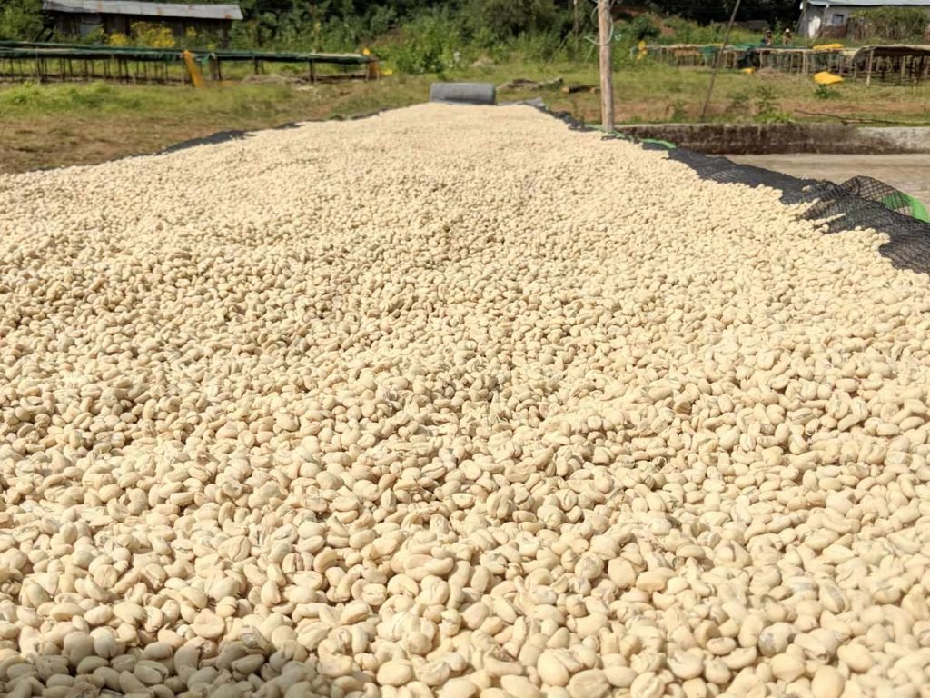 Ethiopia - Acacia - Washed - Old World Coffee Roasters