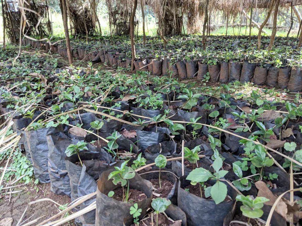 Ethiopia - Acacia - Washed - Old World Coffee Roasters