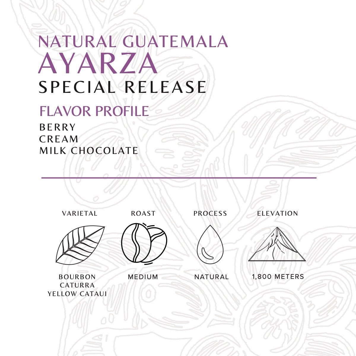 Guatemala - Ayarza - Natural - Old World Coffee Roasters