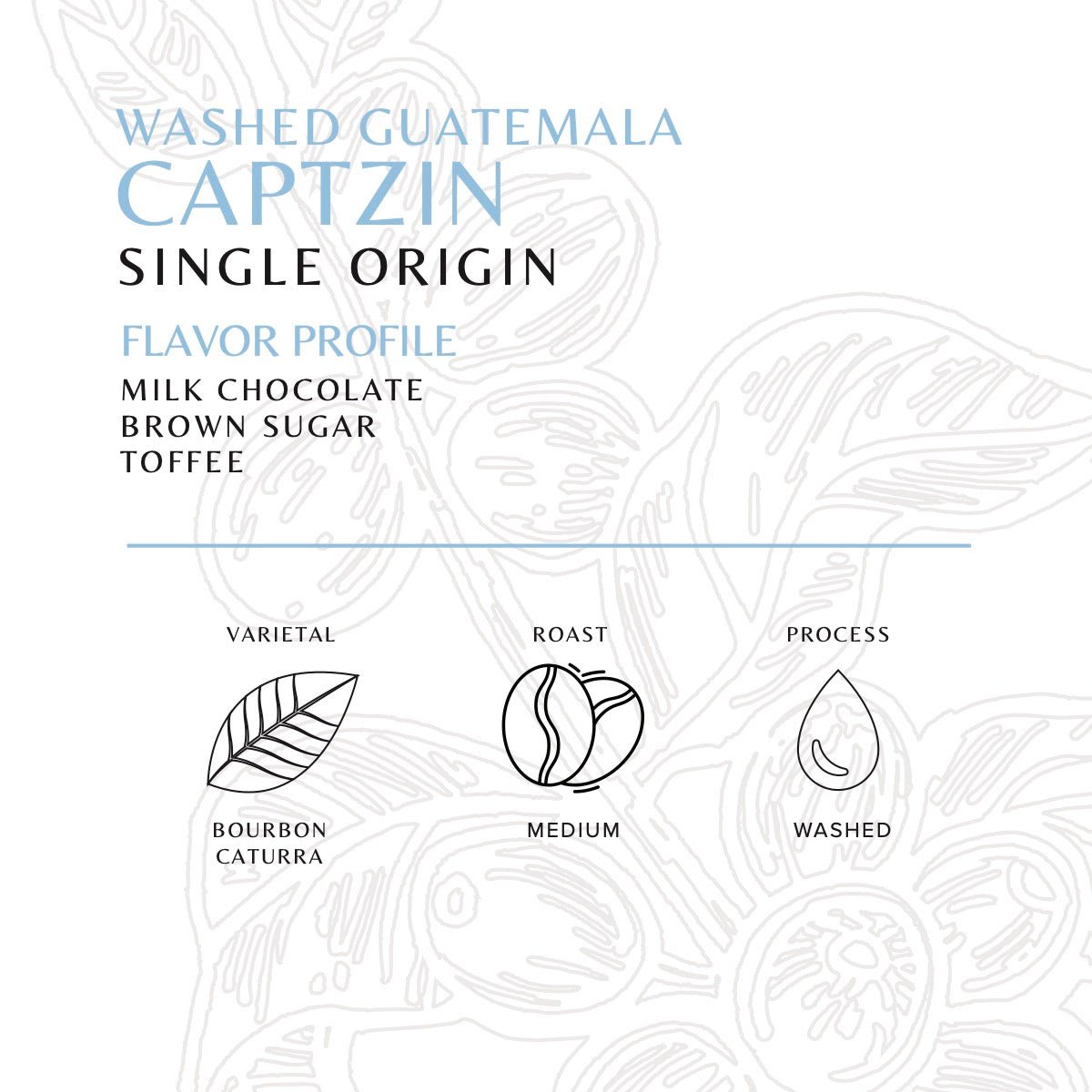 Guatemala - Captzin - Washed - Old World Coffee Roasters
